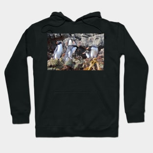 Snares Crested Penguins Hoodie